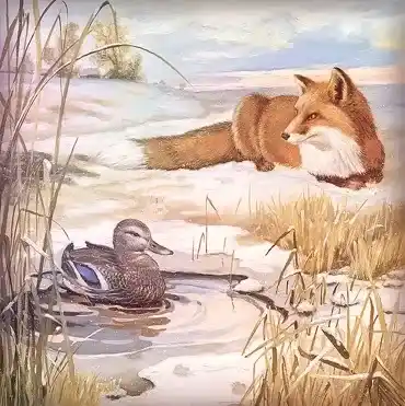 Серая Шейка