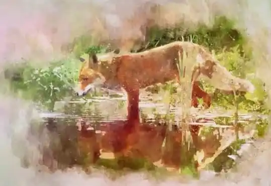 Как дружили две лисички