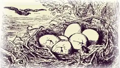 Орлица и Жук