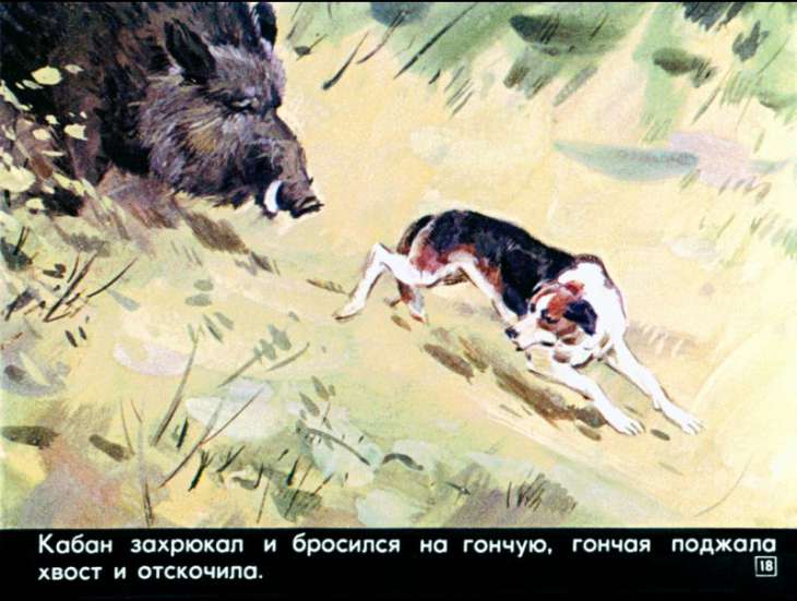 bulka-19