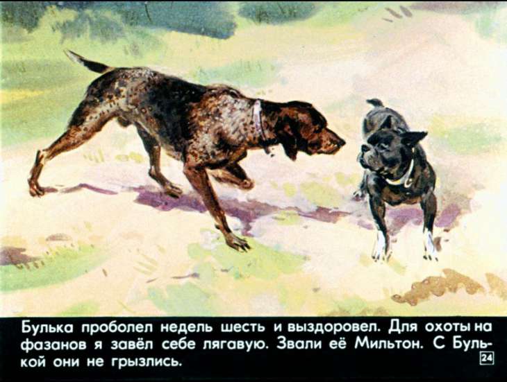 bulka-25