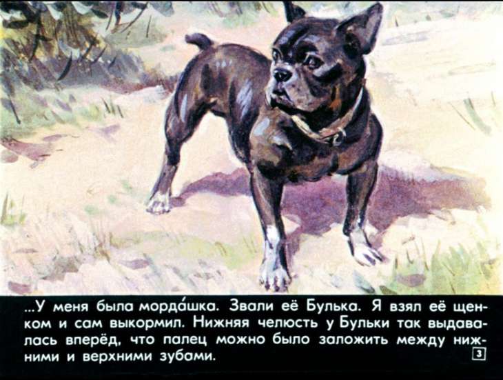 bulka-4